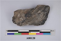 藏品(植物化石)的圖片